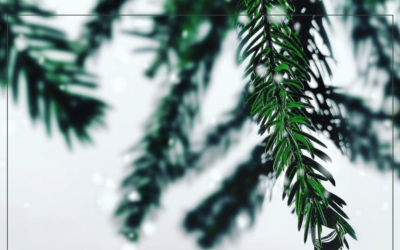 Collecte des sapins de Noël – Du 3 au 16 janvier 2024