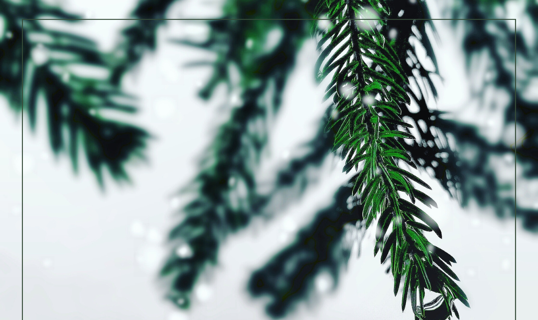 Collecte des sapins de Noël – Du 3 au 16 janvier 2024