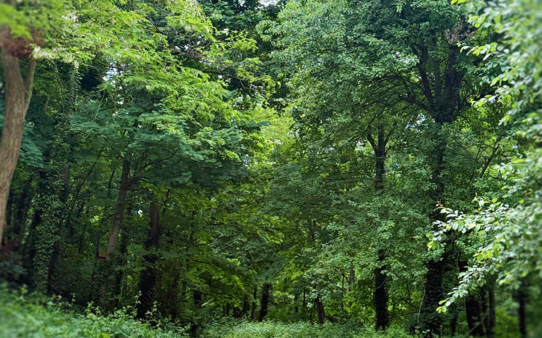 Consultation citoyenne • Bois de Renémont
